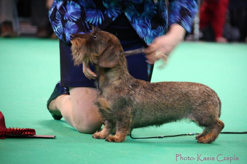 Crufts2011_2 1416.jpg